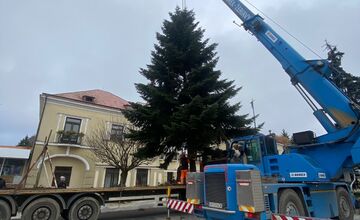 FOTO: Do Michaloviec dorazil vianočný stromček