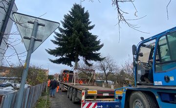 FOTO: Do Michaloviec dorazil vianočný stromček