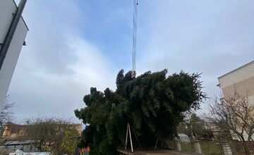 FOTO: Do Michaloviec dorazil vianočný stromček