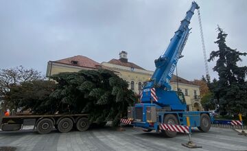 FOTO: Do Michaloviec dorazil vianočný stromček