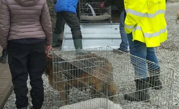 FOTO: V Markušovciach odchytávali a očkovali túlavé psy