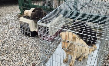 FOTO: V Markušovciach odchytávali a očkovali túlavé psy