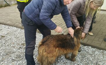 FOTO: V Markušovciach odchytávali a očkovali túlavé psy