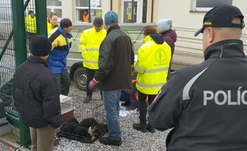 FOTO: V Markušovciach odchytávali a očkovali túlavé psy