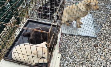 FOTO: V Markušovciach odchytávali a očkovali túlavé psy