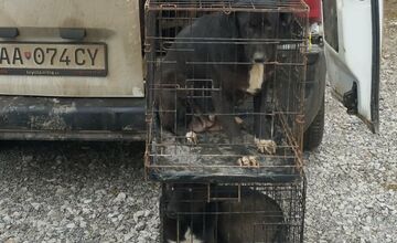 FOTO: V Markušovciach odchytávali a očkovali túlavé psy