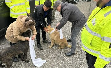 FOTO: V Markušovciach odchytávali a očkovali túlavé psy