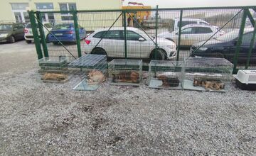 FOTO: V Markušovciach odchytávali a očkovali túlavé psy