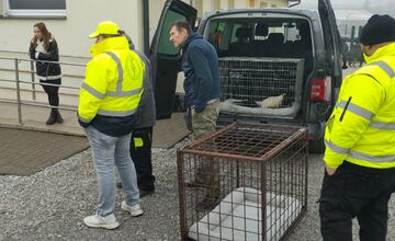 FOTO: V Markušovciach odchytávali a očkovali túlavé psy