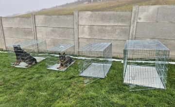 FOTO: V Markušovciach odchytávali a očkovali túlavé psy