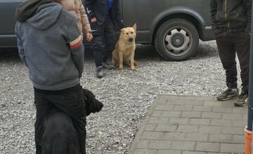 FOTO: V Markušovciach odchytávali a očkovali túlavé psy