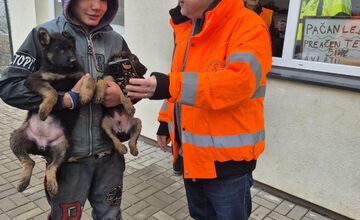 FOTO: V Markušovciach odchytávali a očkovali túlavé psy