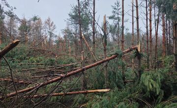 FOTO: Padnuté stromy v Ťahanovskom lese môžu ohroziť návštevníkov