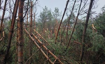 FOTO: Padnuté stromy v Ťahanovskom lese môžu ohroziť návštevníkov