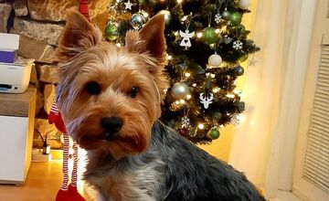 FOTO: Vianočné stromčeky našich čitateľov