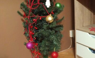 FOTO: Vianočné stromčeky našich čitateľov