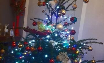 FOTO: Vianočné stromčeky našich čitateľov