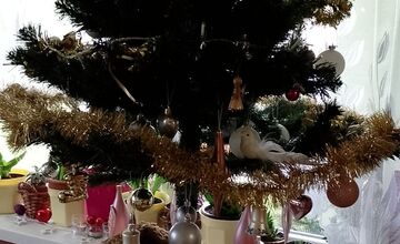 FOTO: Vianočné stromčeky našich čitateľov