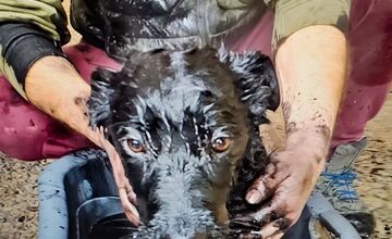 FOTO: Zásah rožňavských hasičov zachránil šteniatko vlčiaka