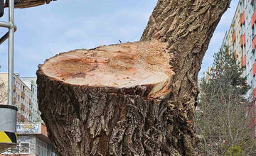 FOTO: Vedenie KVP zrealizovala orezy stromov na sídlisku