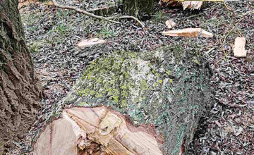 FOTO: Vedenie KVP zrealizovala orezy stromov na sídlisku