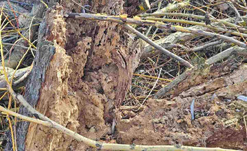 FOTO: Vedenie KVP zrealizovala orezy stromov na sídlisku