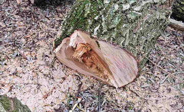 FOTO: Vedenie KVP zrealizovala orezy stromov na sídlisku