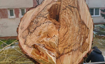 FOTO: Vedenie KVP zrealizovala orezy stromov na sídlisku