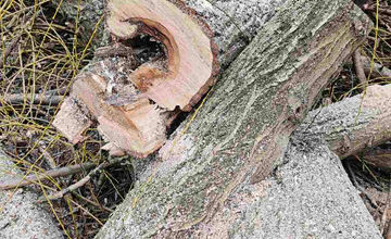 FOTO: Vedenie KVP zrealizovala orezy stromov na sídlisku