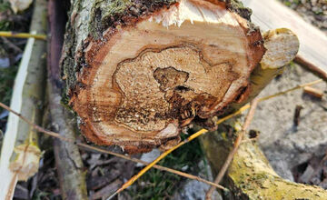 FOTO: Vedenie KVP zrealizovala orezy stromov na sídlisku