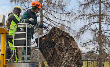 FOTO: Vedenie KVP zrealizovala orezy stromov na sídlisku