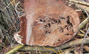 FOTO: Vedenie KVP zrealizovala orezy stromov na sídlisku