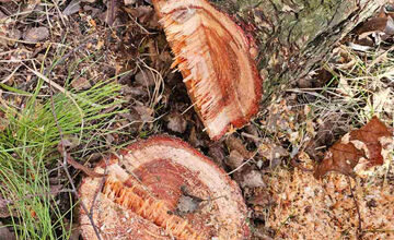 FOTO: Vedenie KVP zrealizovala orezy stromov na sídlisku