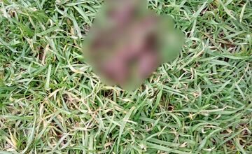 FOTO: Detské ihriská v Trebišove sú plné exkrementov