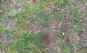 FOTO: Detské ihriská v Trebišove sú plné exkrementov