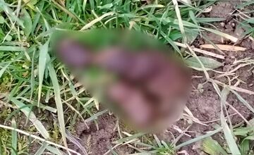 FOTO: Detské ihriská v Trebišove sú plné exkrementov