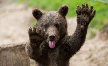FOTO: Zachránené medvieďatá z košickej ZOO