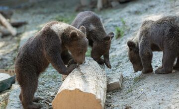 FOTO: Zachránené medvieďatá z košickej ZOO