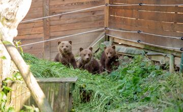 FOTO: Zachránené medvieďatá z košickej ZOO