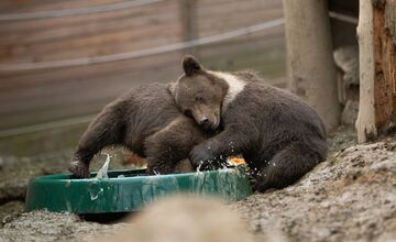 FOTO: Zachránené medvieďatá z košickej ZOO