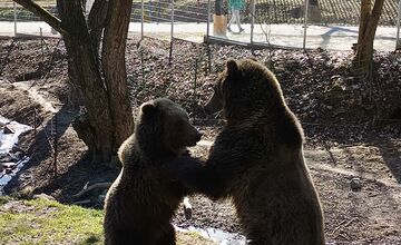 FOTO: Zachránené medvieďatá z košickej ZOO