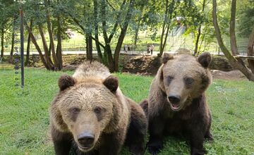FOTO: Zachránené medvieďatá z košickej ZOO