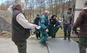 FOTO: Zachránené medvieďatá z košickej ZOO
