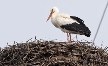 FOTO: Prvé bociany v Košickom kraji