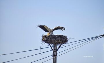 FOTO: Prvé bociany v Košickom kraji