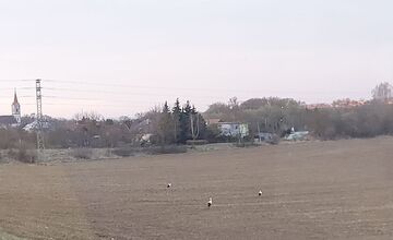 FOTO: Prvé bociany v Košickom kraji