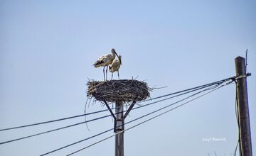 FOTO: Prvé bociany v Košickom kraji