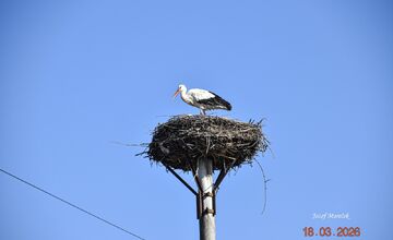 FOTO: Prvé bociany v Košickom kraji