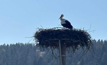FOTO: Prvé bociany v Košickom kraji