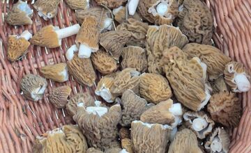 FOTO: Hubári sa podelili o svoje prvé úlovky - smrčky